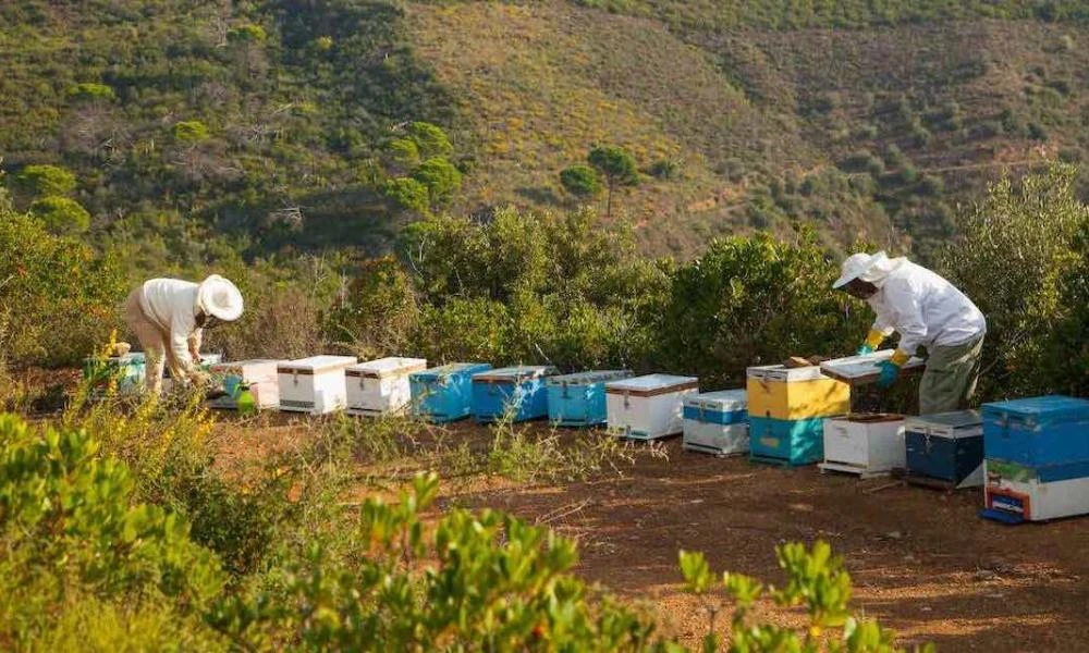 Επιβάτες ΙΧ δέχτηκαν επίθεση από μέλισσες στην Μυτιλήνη